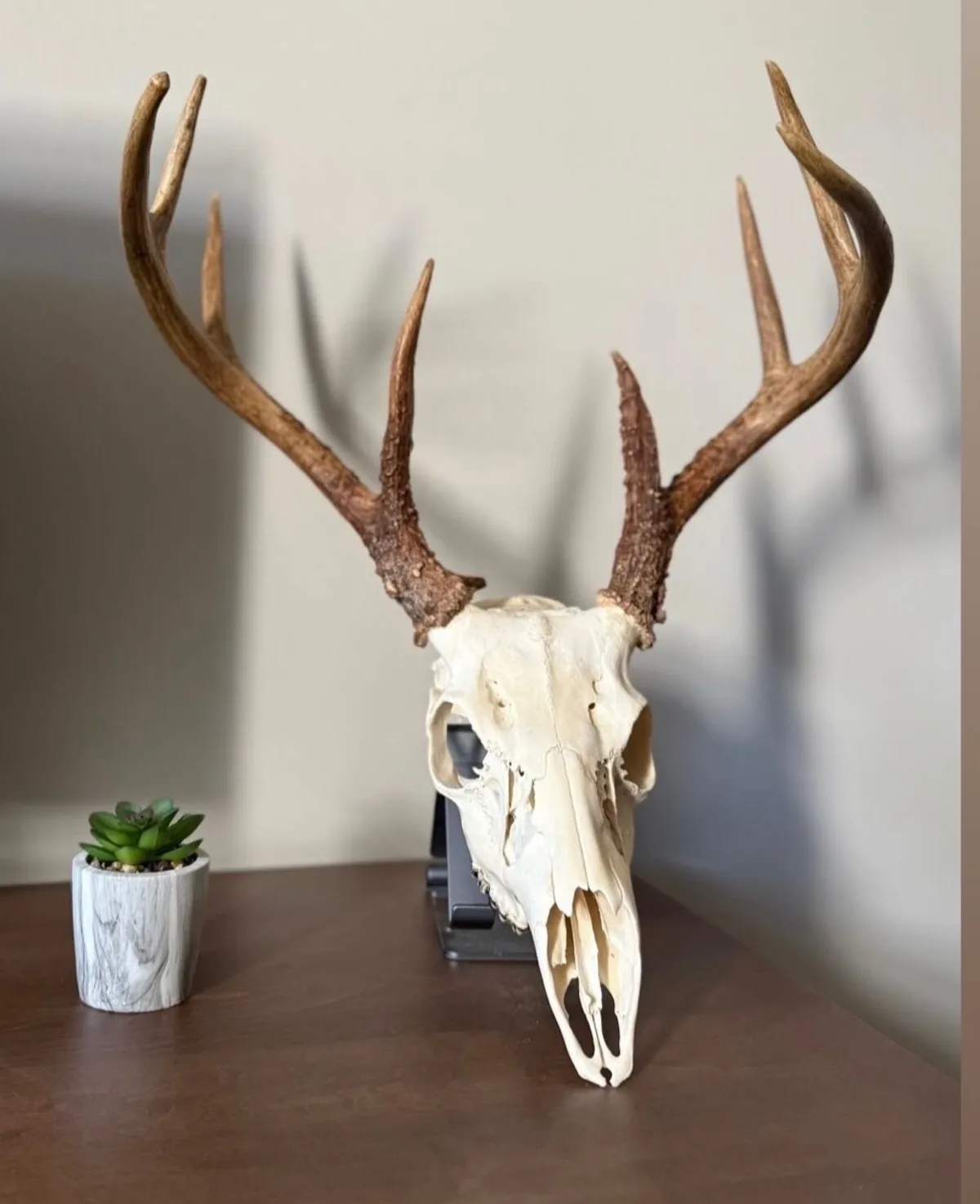Finished whitetail euro mount on a display stand