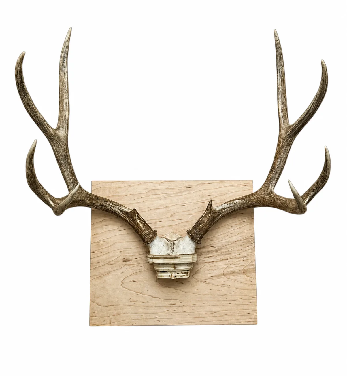 Mule deer euro mount on a natural wood plaque